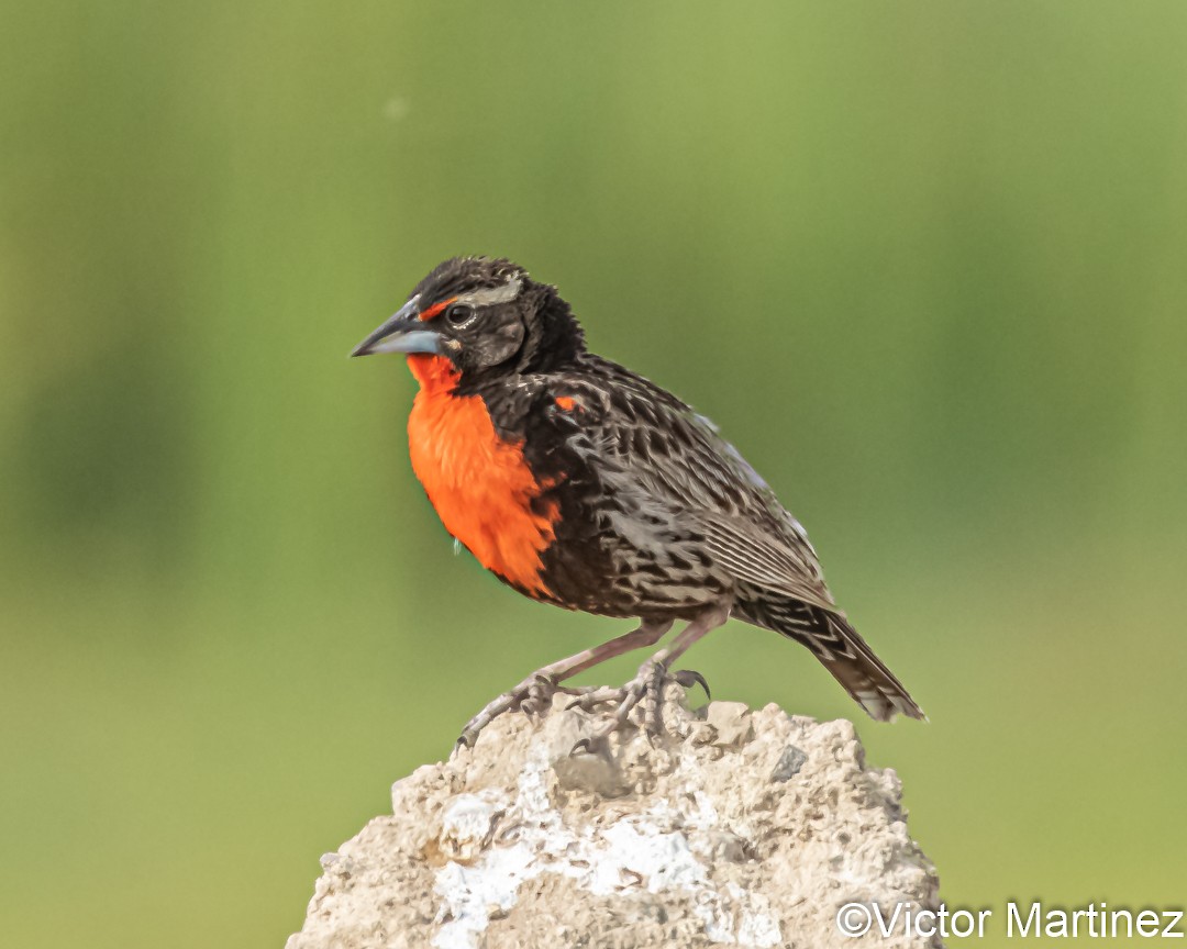 Peruvian Meadowlark - ML636346718