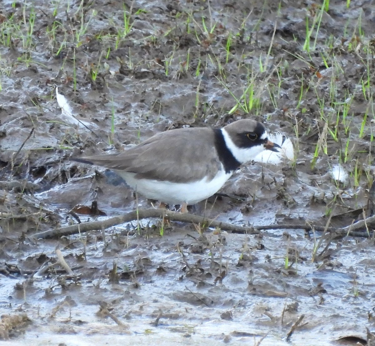 Semipalmated Plover - ML636346802