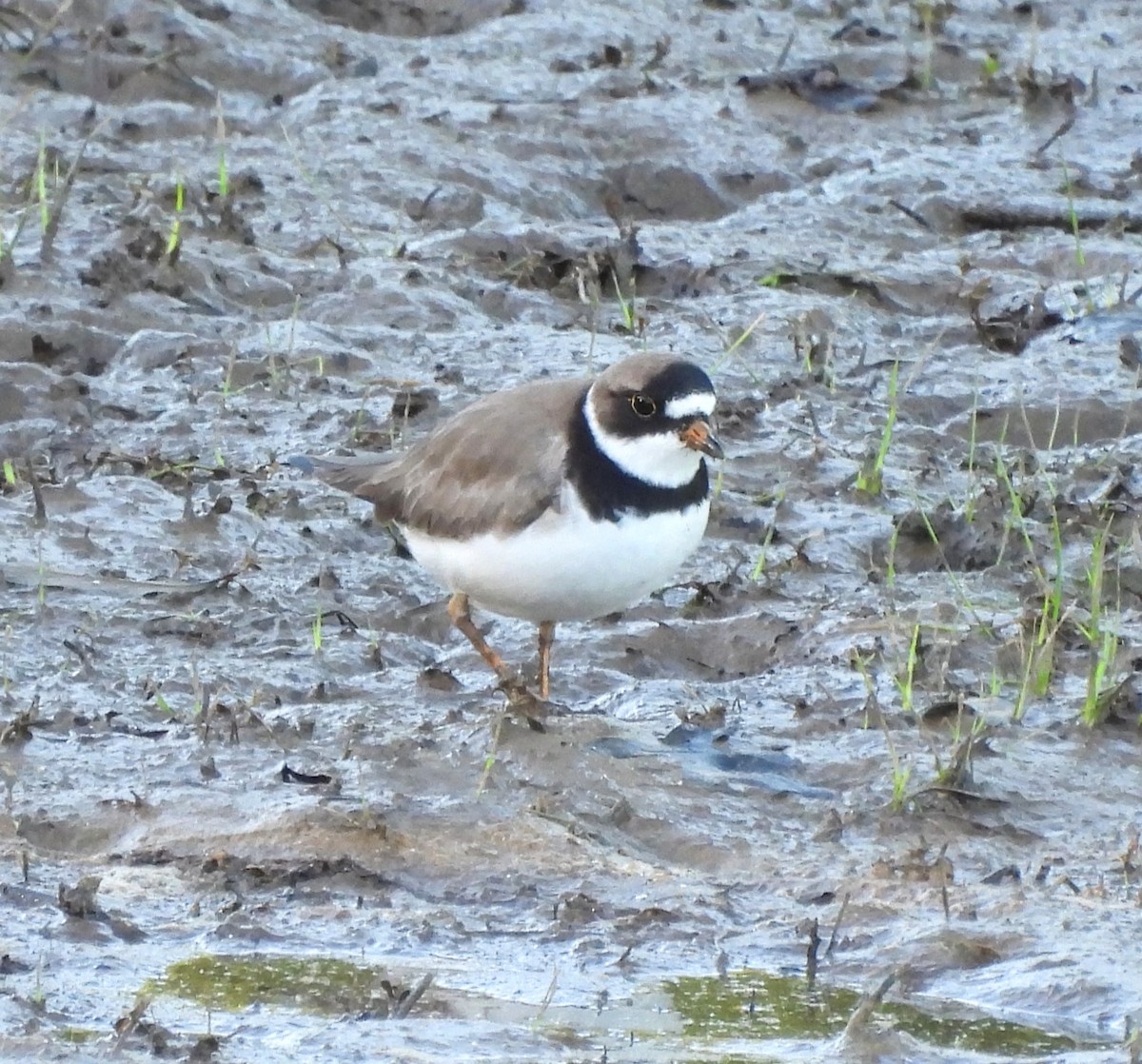 Semipalmated Plover - ML636346807