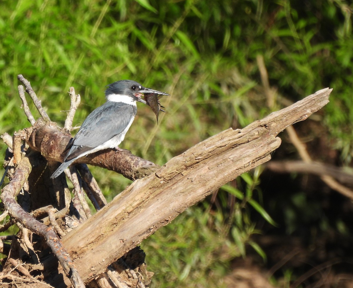 Belted Kingfisher - ML636346813