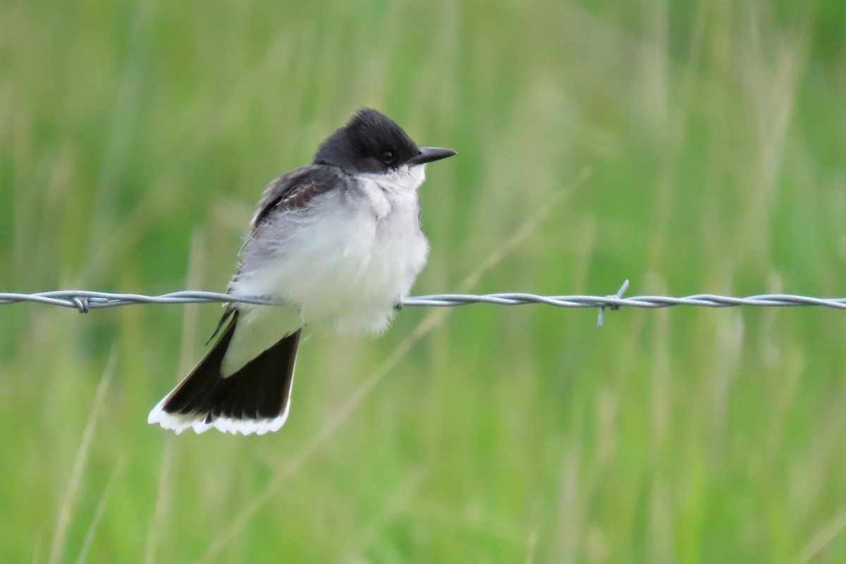 Eastern Kingbird - ML636346891