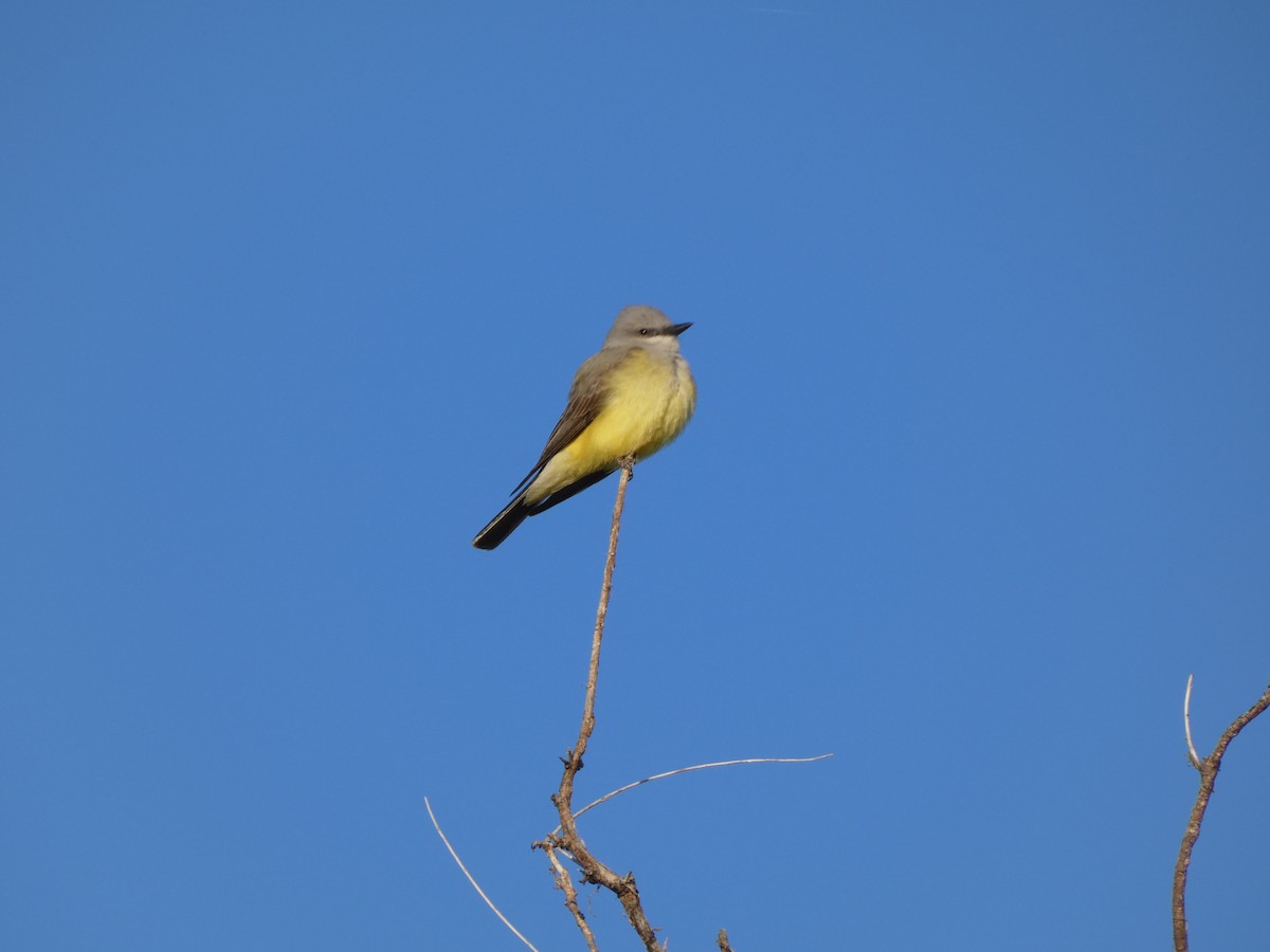 Western Kingbird - ML636346893