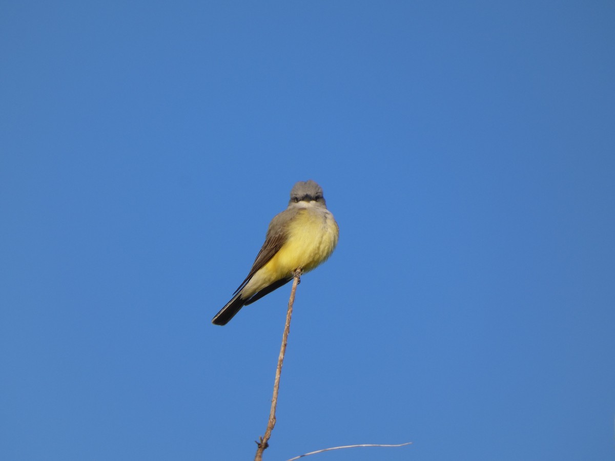 Western Kingbird - ML636346894