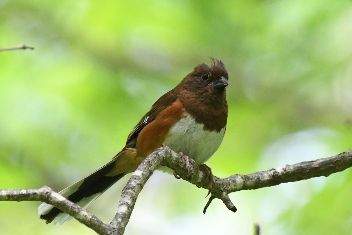 Eastern Towhee - ML636346903
