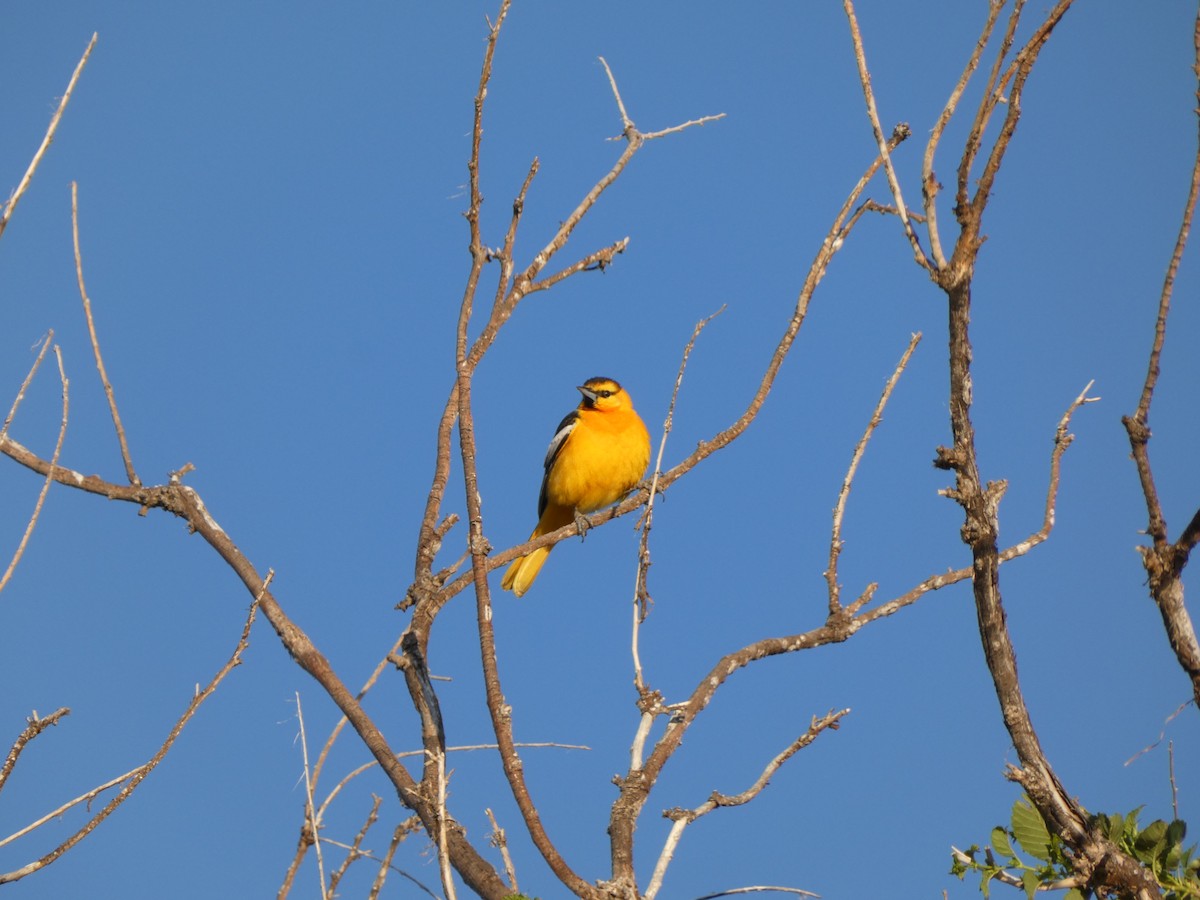 Bullock's Oriole - ML636346905