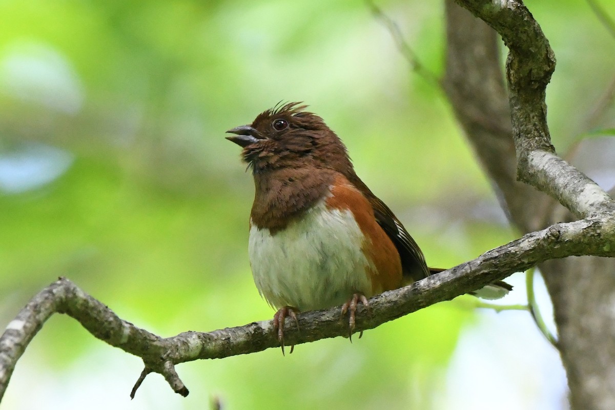 Eastern Towhee - ML636346908