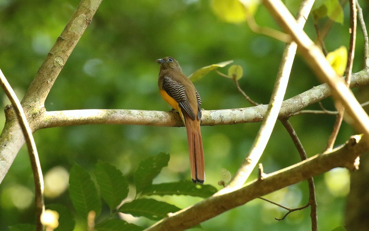 Orange-breasted Trogon - ML636346932