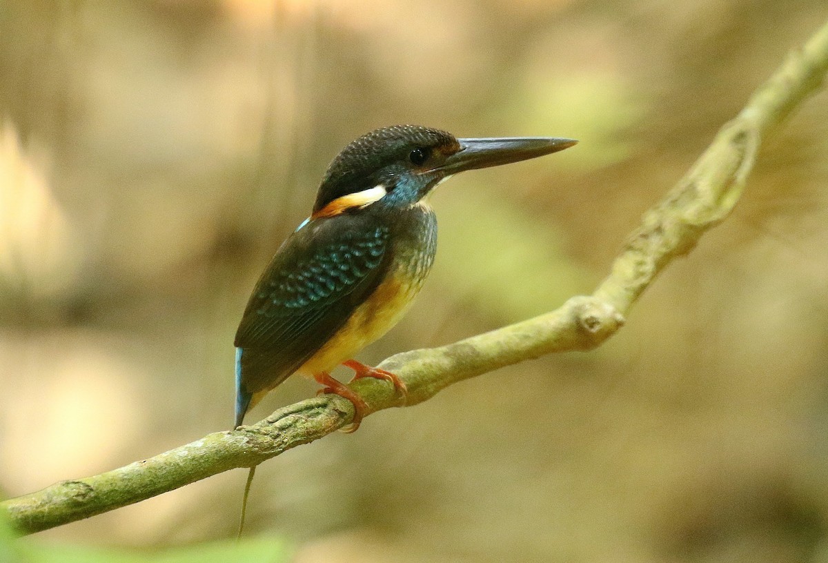 Malaysian Blue-banded Kingfisher - ML636346959