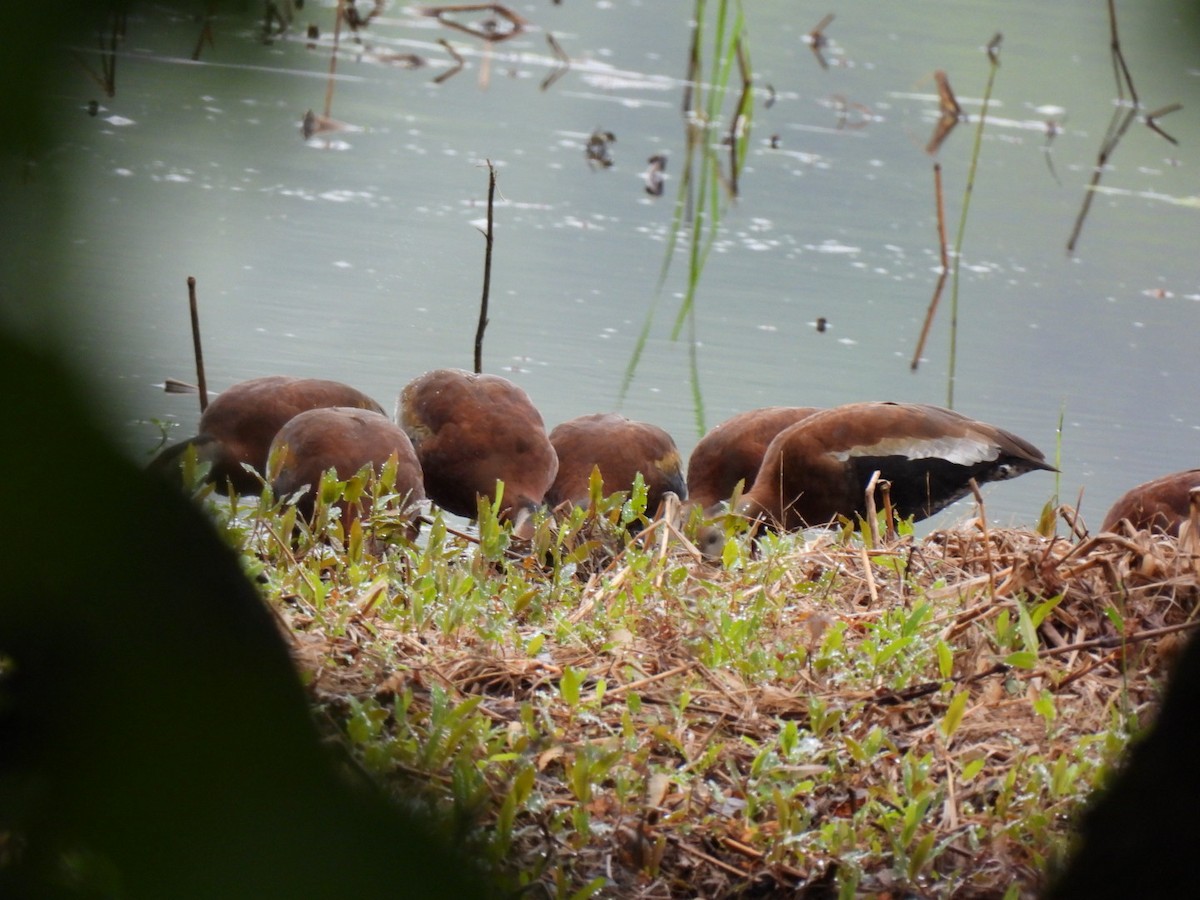 Black-bellied Whistling-Duck - ML636346998