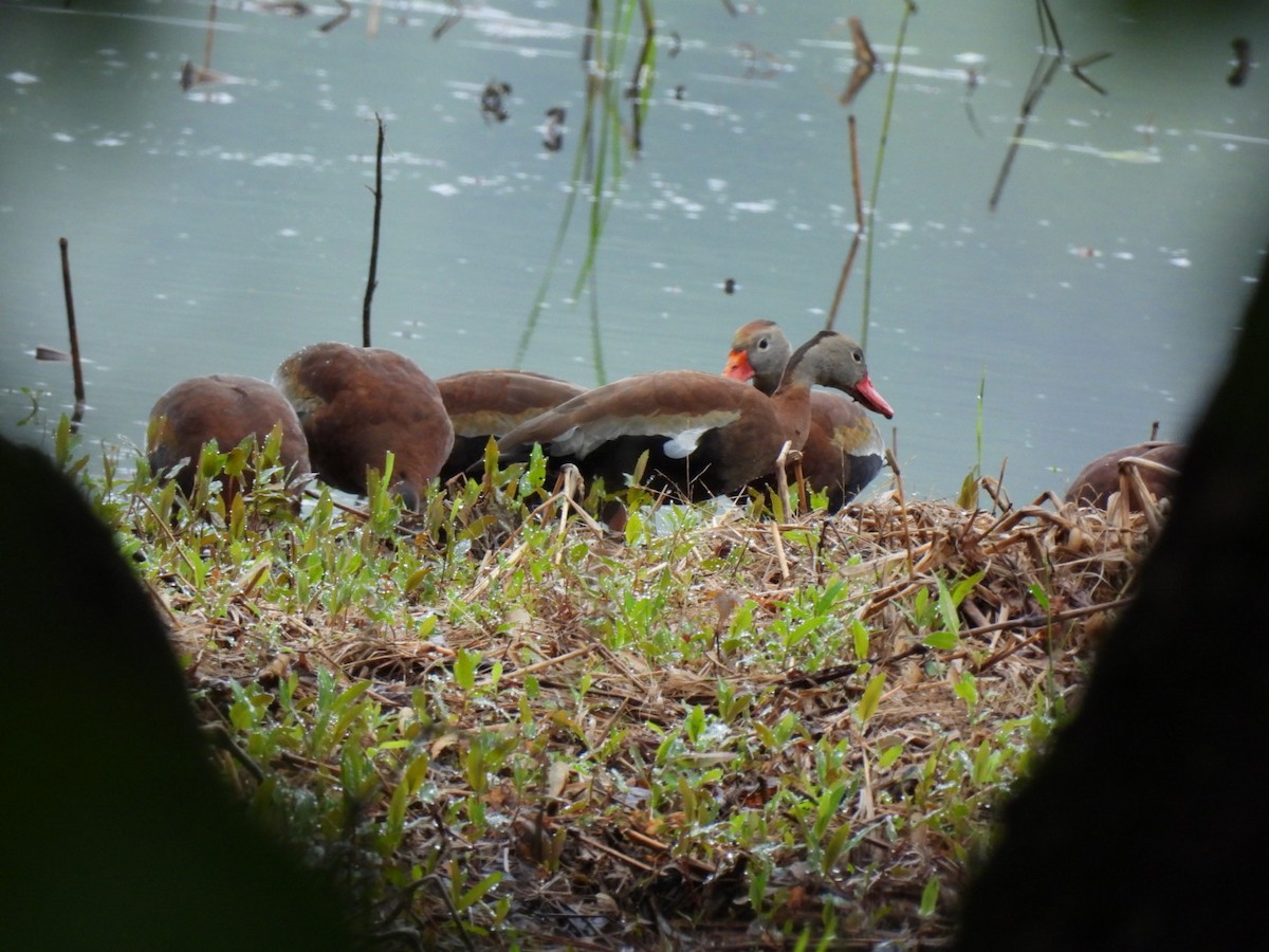 Black-bellied Whistling-Duck - ML636346999