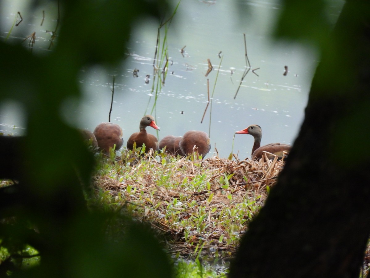 Black-bellied Whistling-Duck - ML636347000
