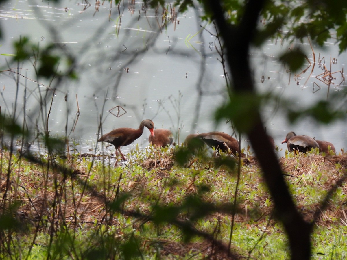 Black-bellied Whistling-Duck - ML636347002
