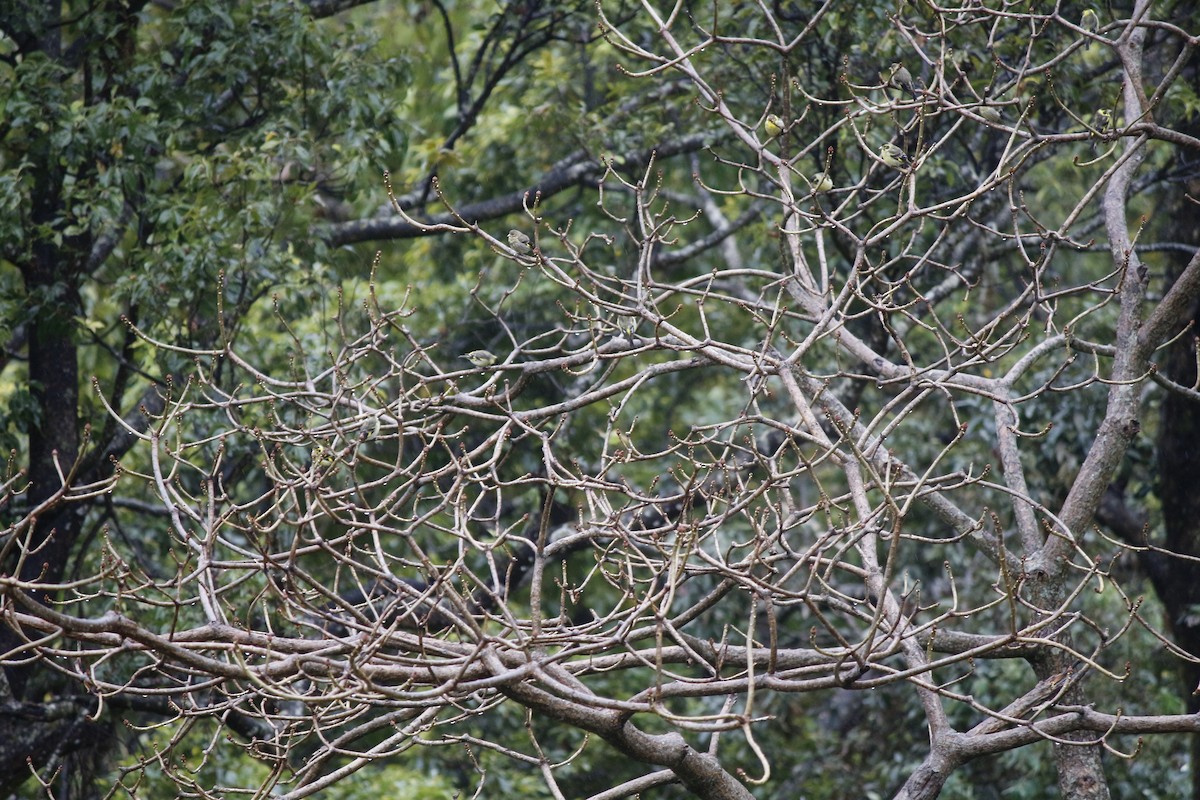 Yellow-breasted Greenfinch - ML636347046