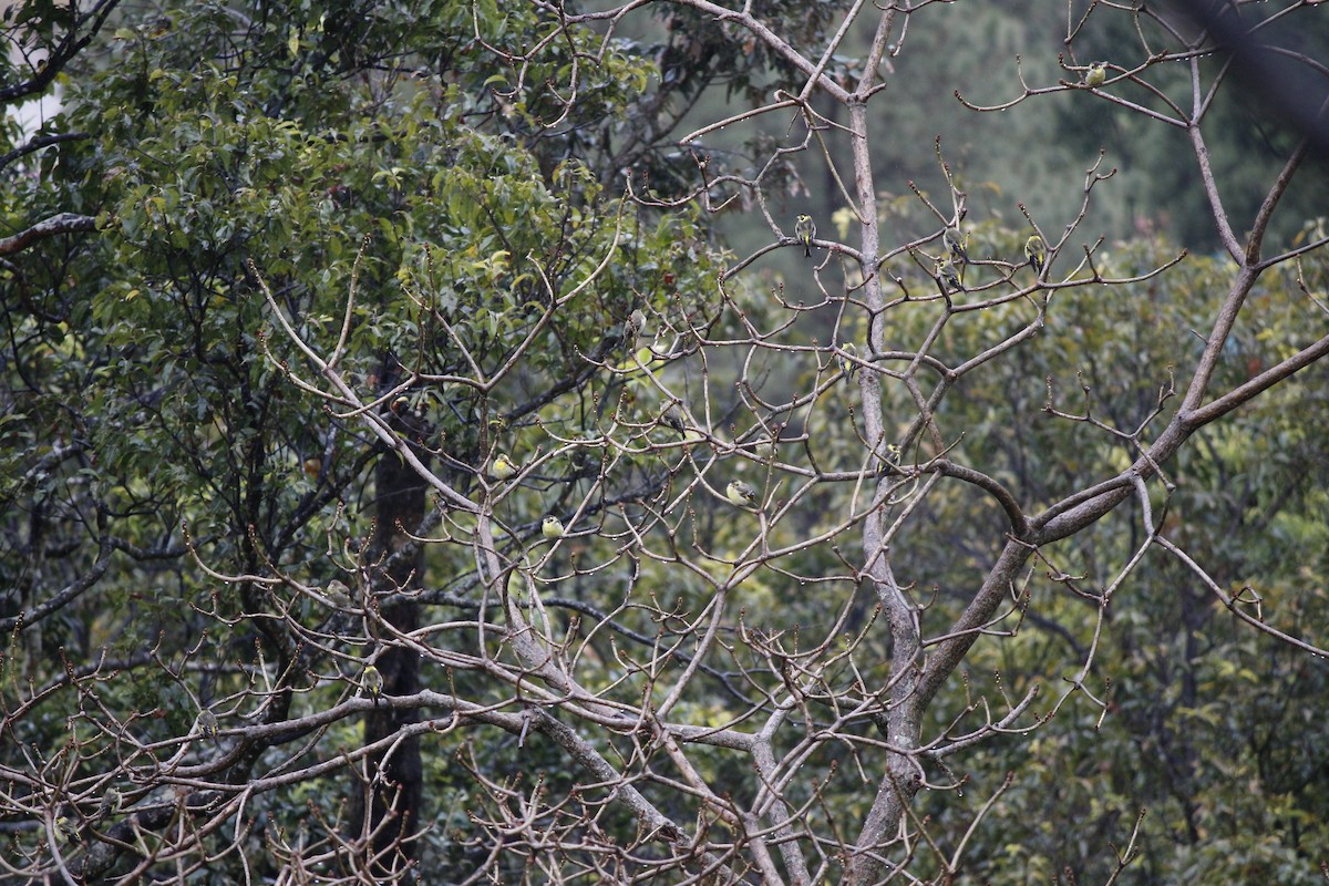 Yellow-breasted Greenfinch - ML636347048