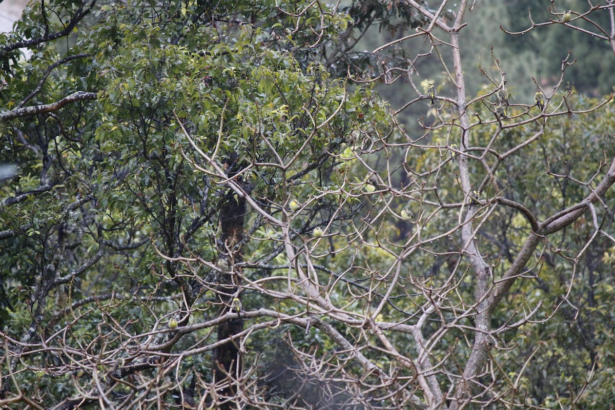 Yellow-breasted Greenfinch - ML636347051