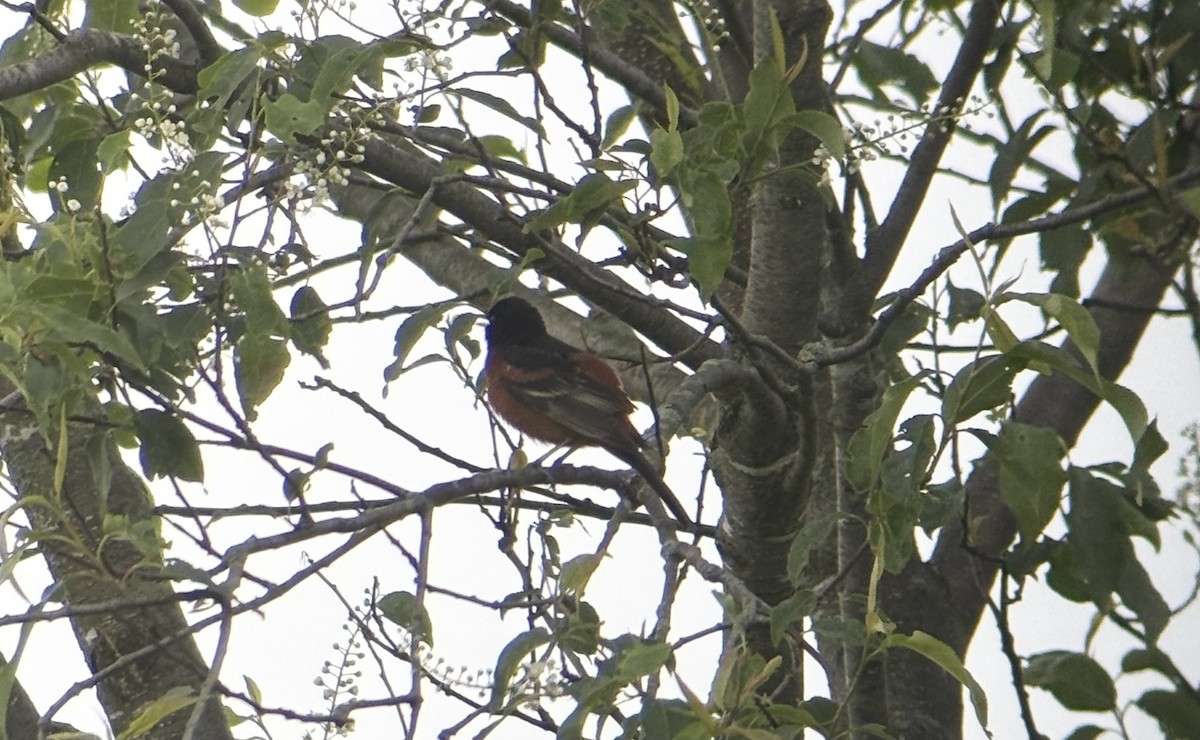 Orchard Oriole - ML636347075