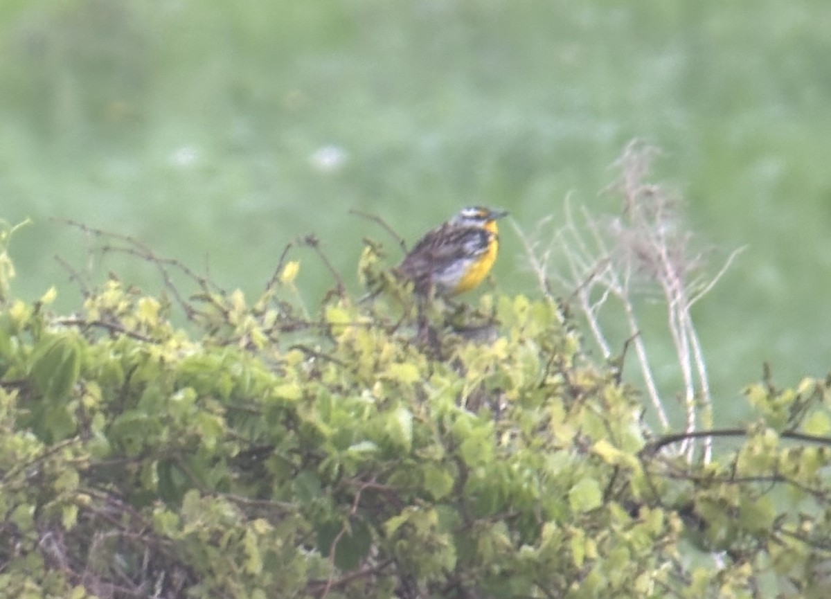 Eastern Meadowlark - ML636347079