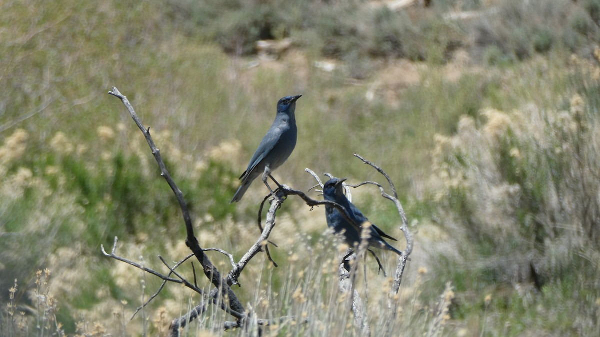 Pinyon Jay - ML636347094
