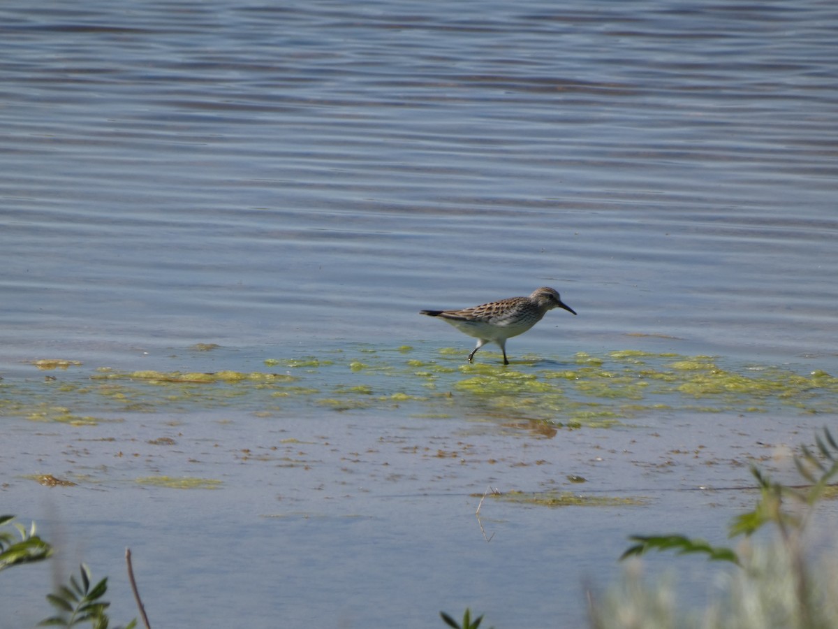 White-rumped Sandpiper - ML636347127