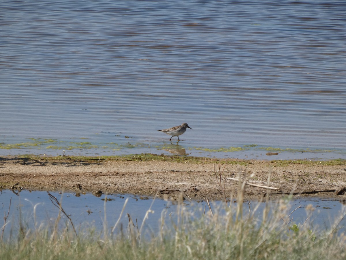 White-rumped Sandpiper - ML636347128