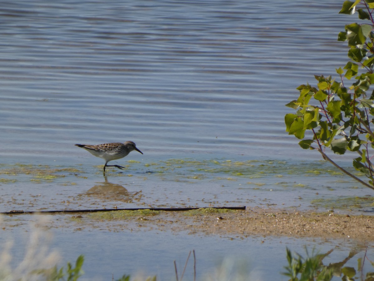 White-rumped Sandpiper - ML636347129