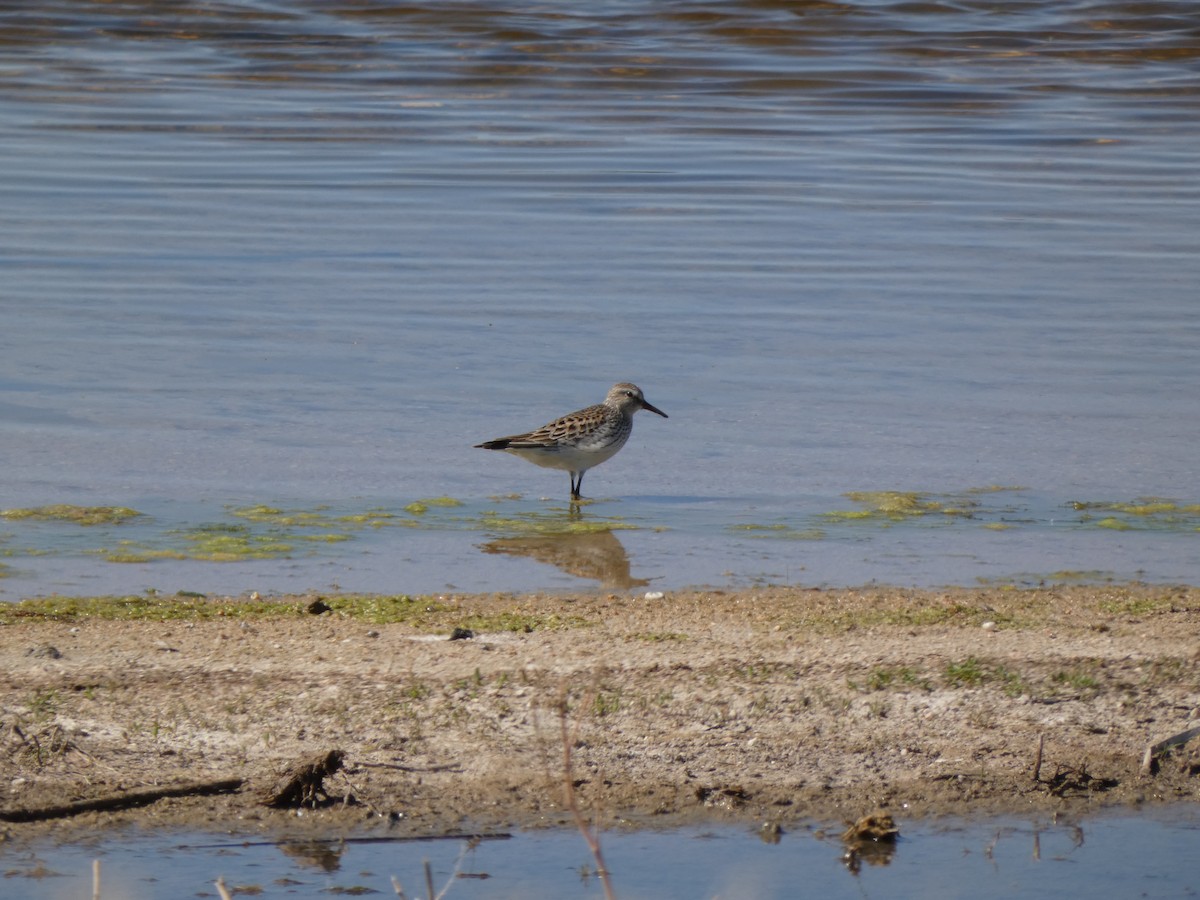 White-rumped Sandpiper - ML636347142
