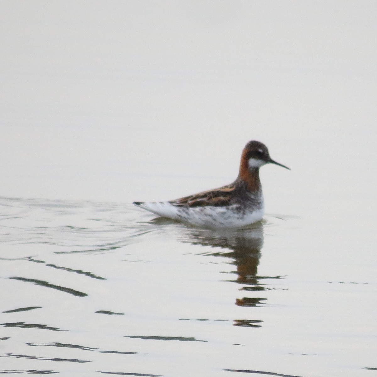 Red-necked Phalarope - ML636347143
