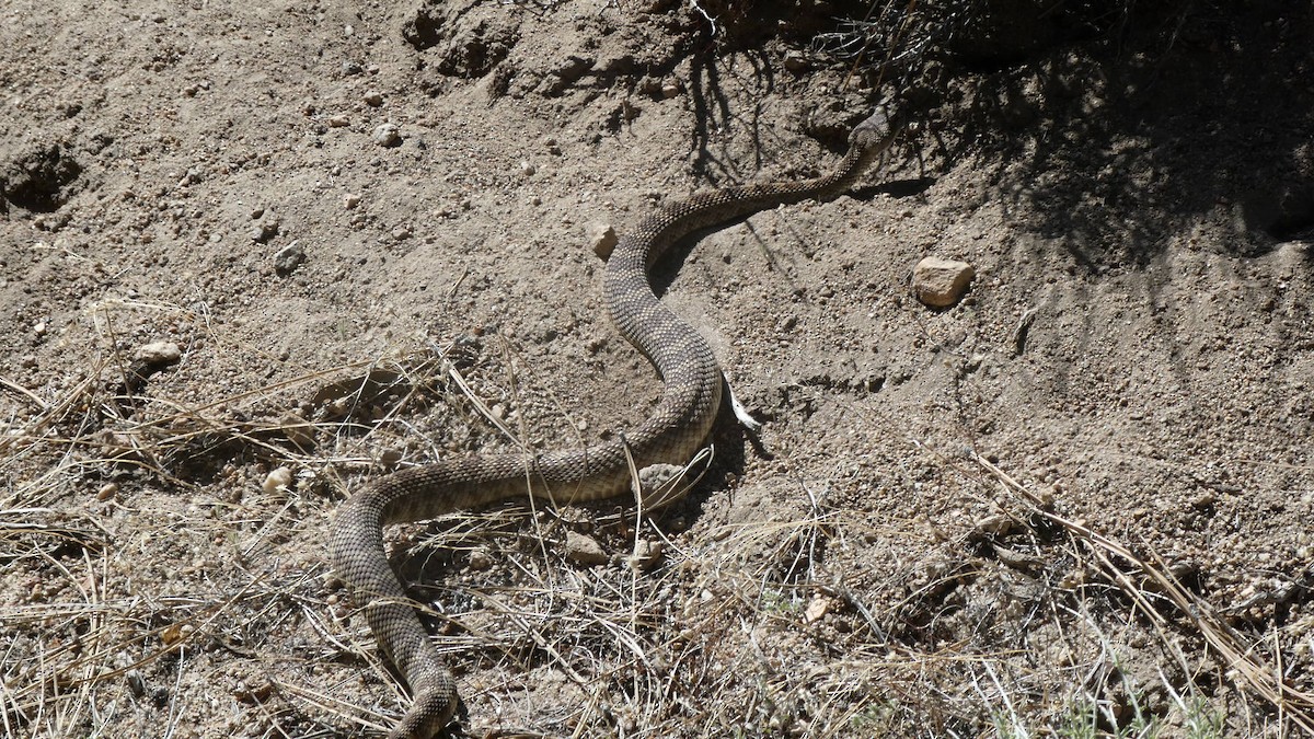 Animals - ML636347172