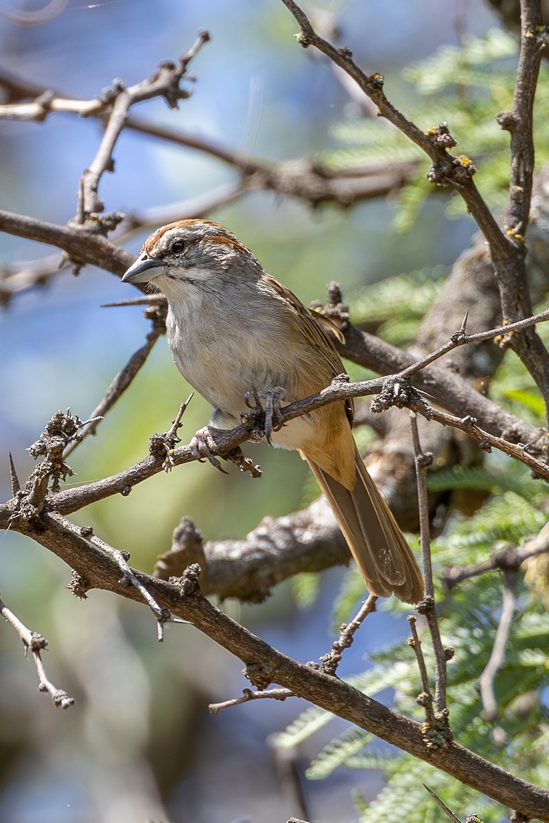 Chaco Sparrow - ML636347187