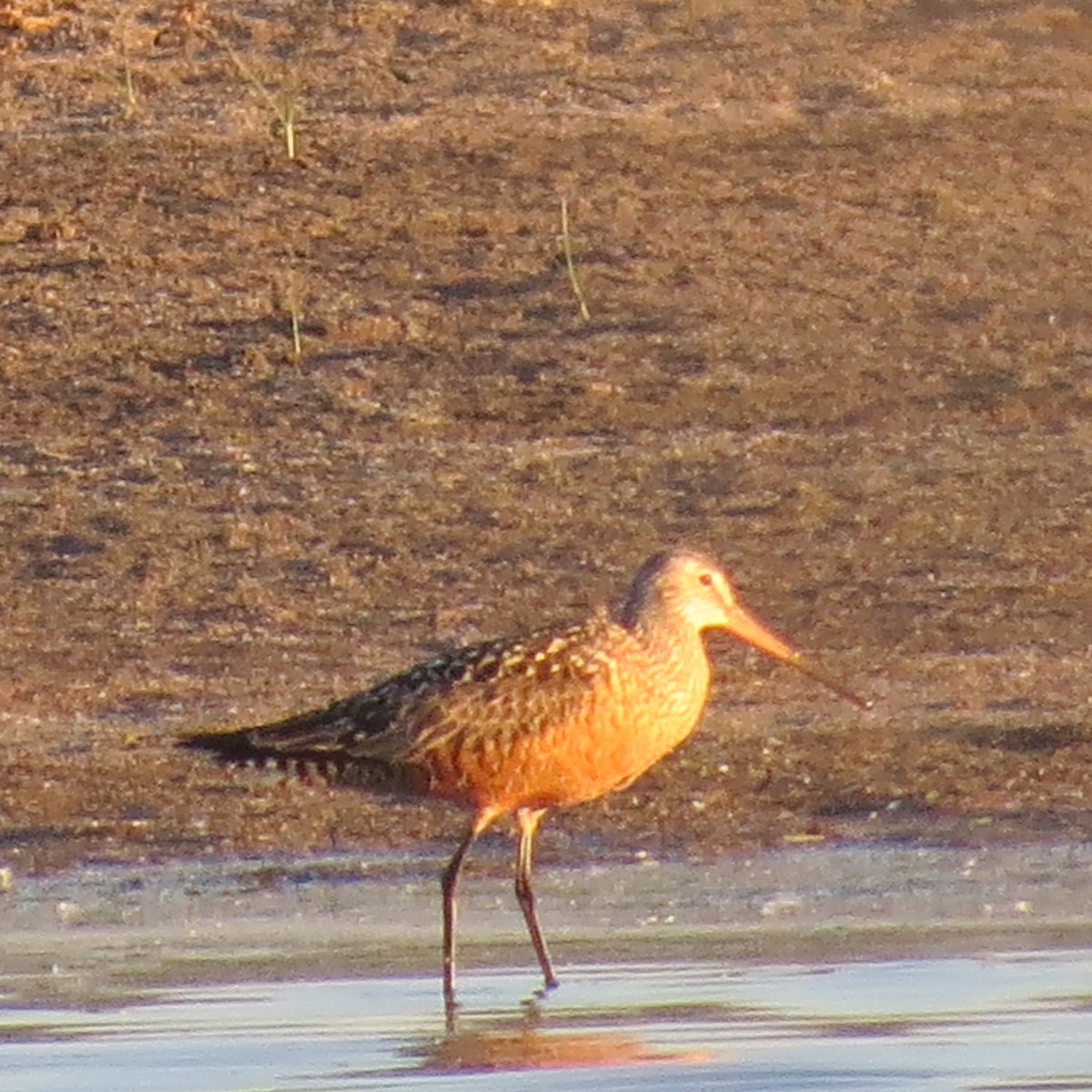 Hudsonian Godwit - ML636347198