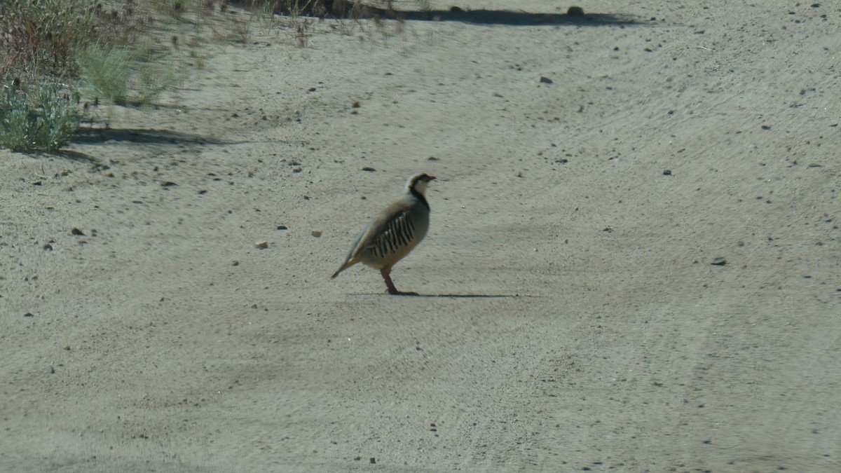 Chukar - ML636347235