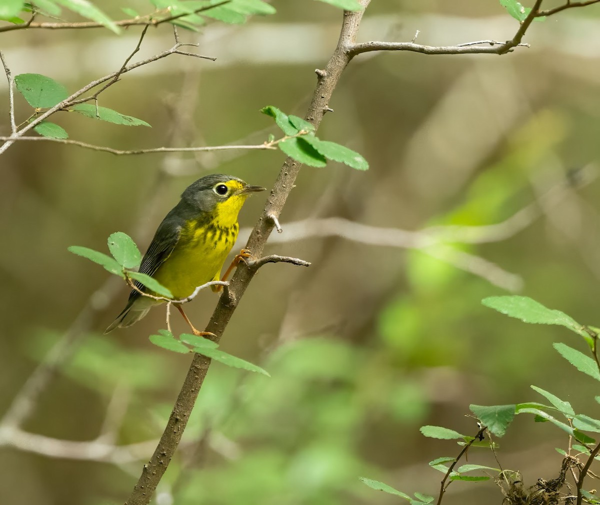 Canada Warbler - ML636347245