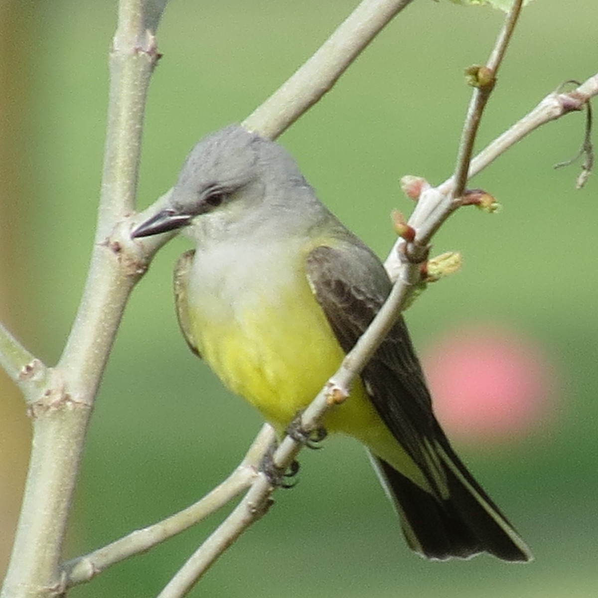 Western Kingbird - ML636347261