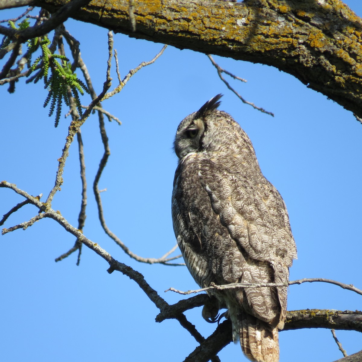 Great Horned Owl - ML636347280