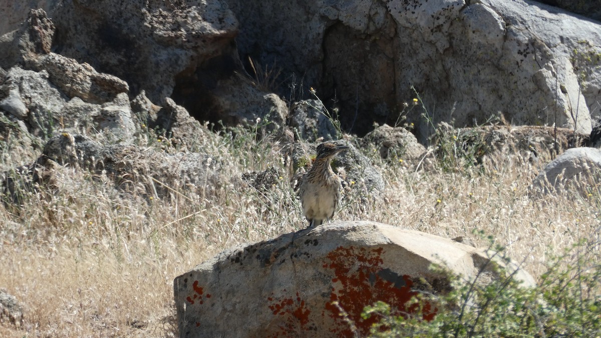 Greater Roadrunner - ML636347310