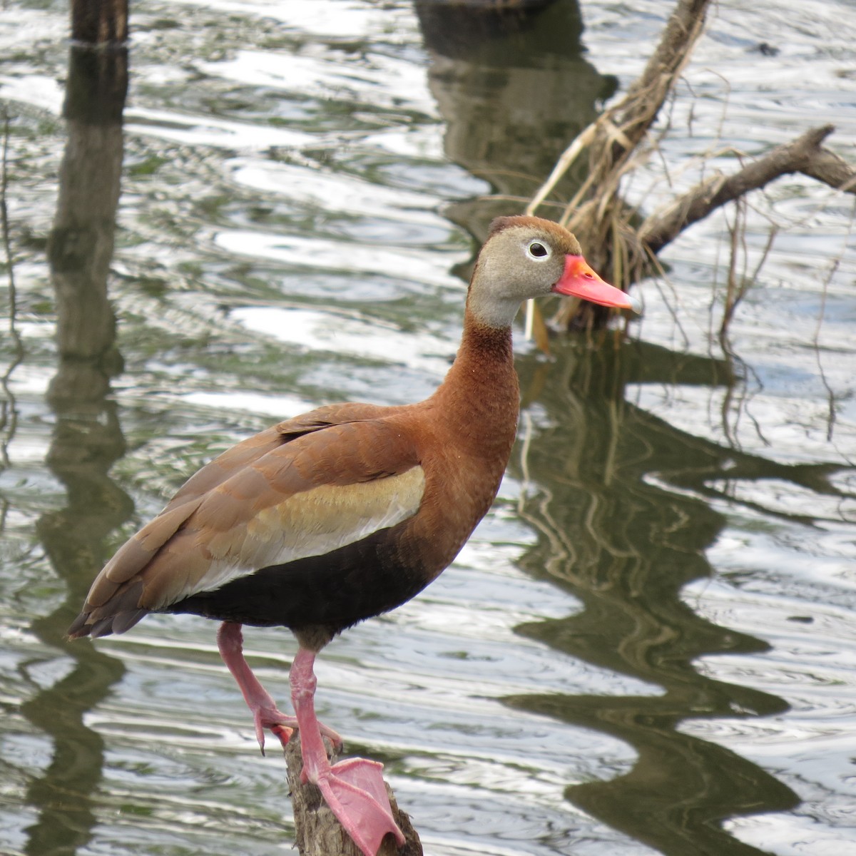 Black-bellied Whistling-Duck - ML636347322