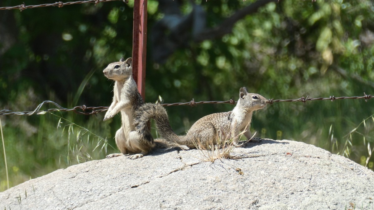 Animals - ML636347330