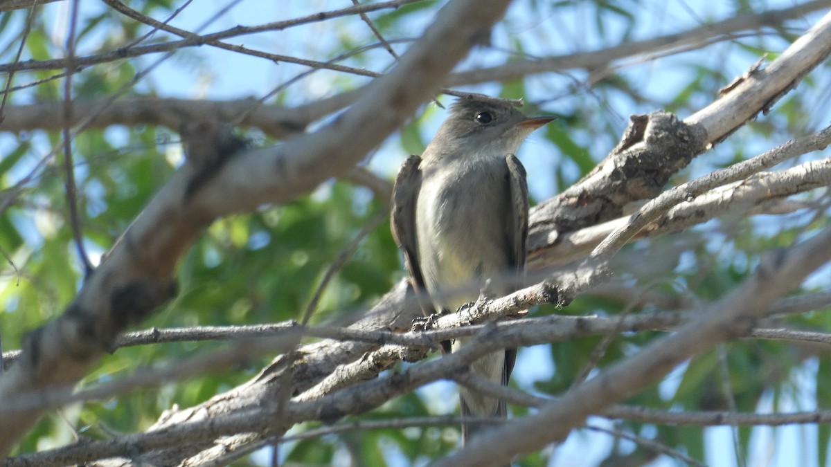 Western Wood-Pewee - ML636347619