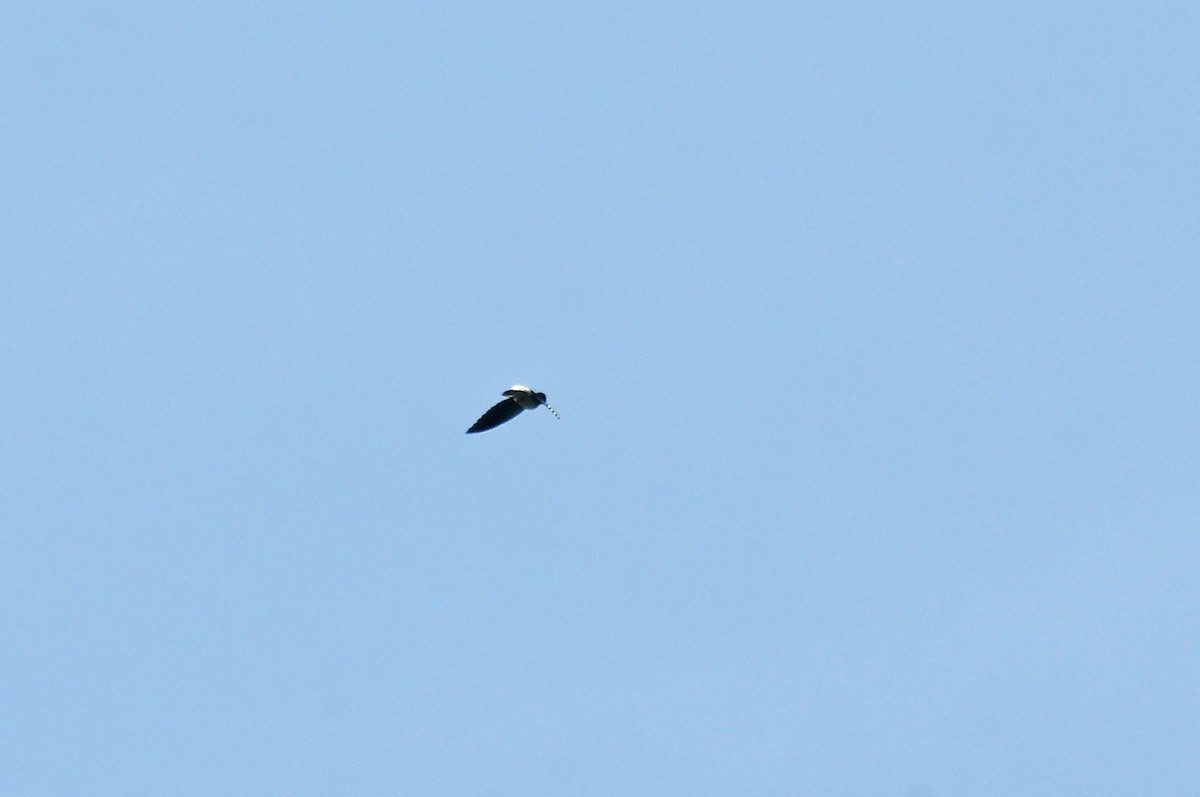 Martinet de Sabine - ML636347642