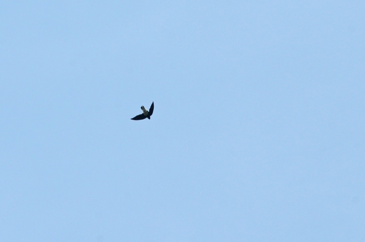 Martinet de Sabine - ML636347643