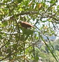 Yucatan Vireo - ML636347650