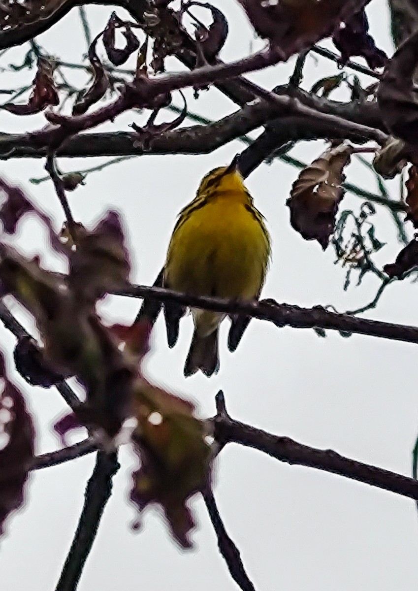 Prairie Warbler - ML636347744