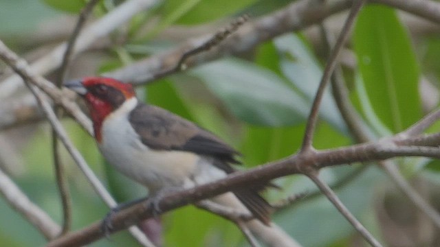 Masked Cardinal - ML636347763