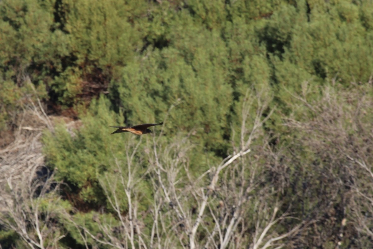Rufous-breasted Sparrowhawk - ML636347764