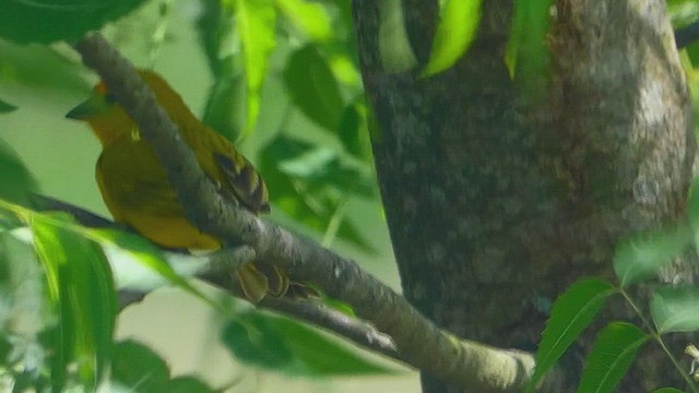Yellow Oriole - ML636347783