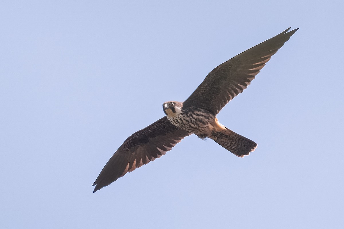 Eleonora's Falcon - ML636347860