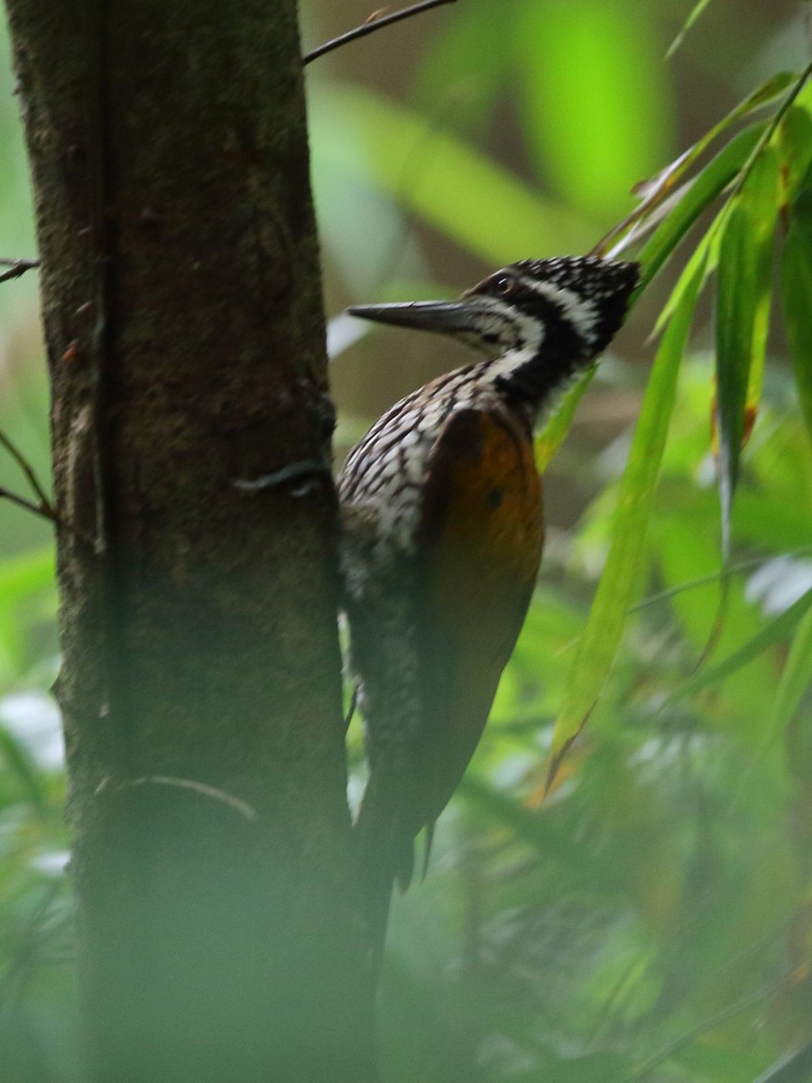 Greater Flameback - ML636347875