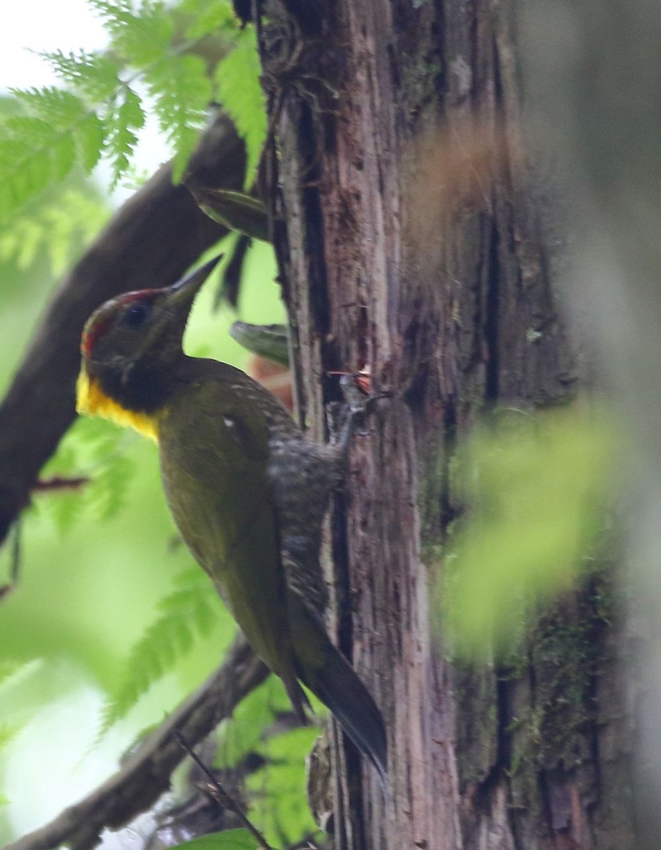 Lesser Yellownape - ML636347882