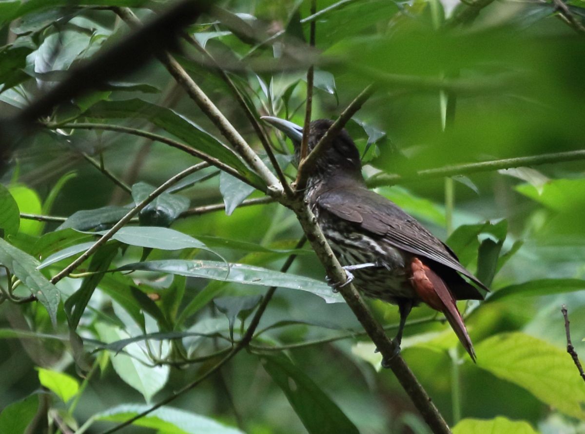 Maroon Oriole - ML636347886