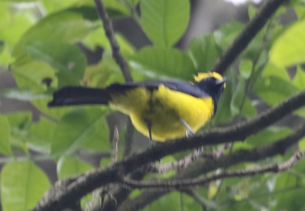 Sultan Tit - ML636347891